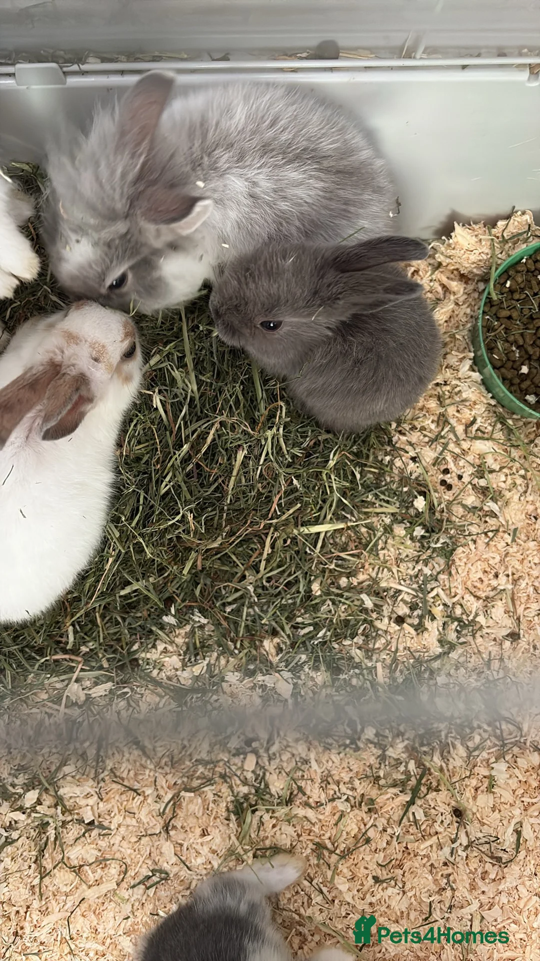 Mixed Breed rabbits for sale: rabbits in Derby - Advert 2