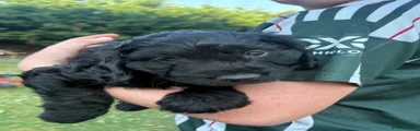 Cockapoo 2