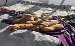 Golden Retriever dogs for sale: Gorgeous litter of 9 Golden Retrievers  - Image 7