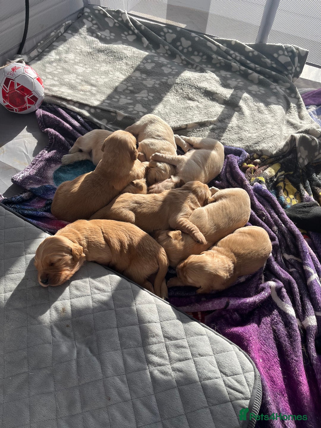 Golden Retriever dogs for sale: Gorgeous litter of 9 Golden Retrievers  - Image 7