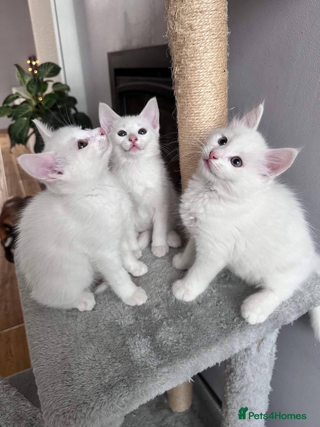 Turkish Angora cats for sale: Beautiful Turkish Angora Kittens - Image 4
