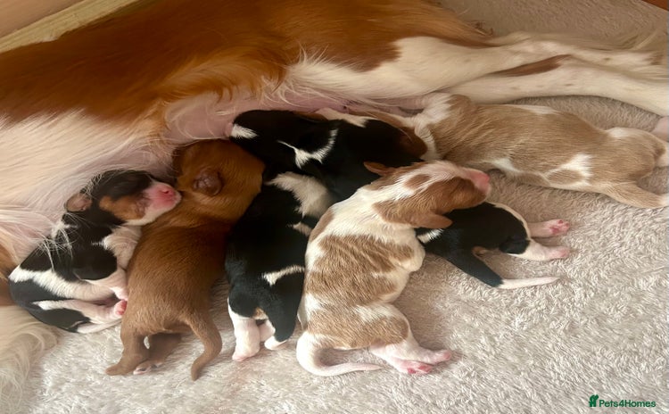 Cavalier King Charles Spaniel dogs - Advert 1
