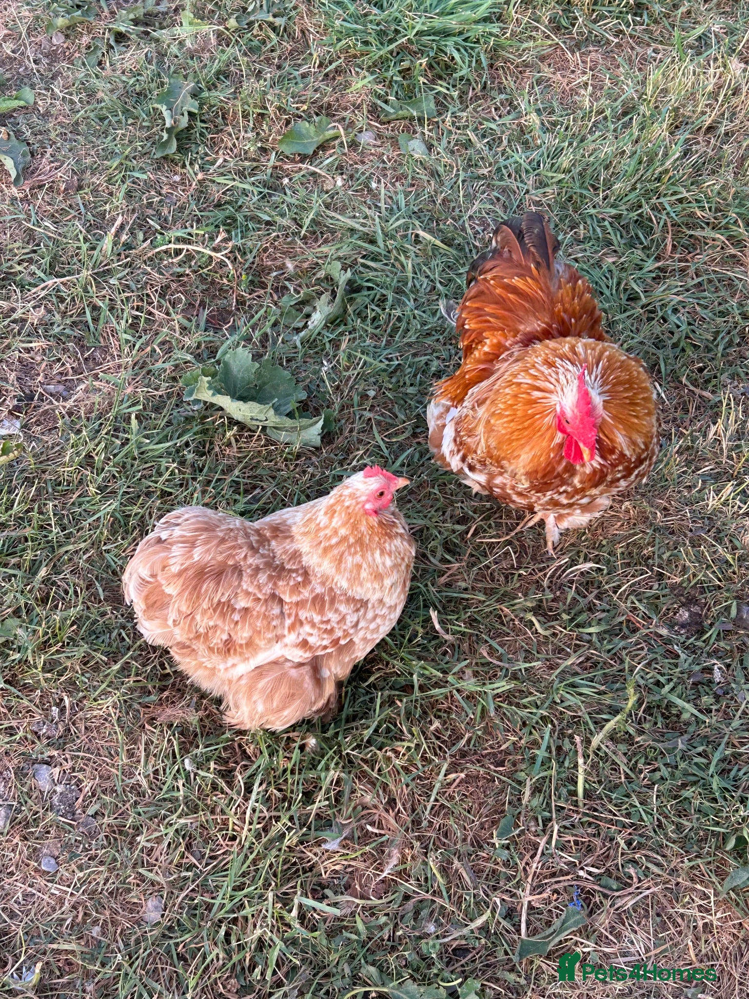 Chickens poultry Trio of Buff mottled Pekin bantams  - Advert 2