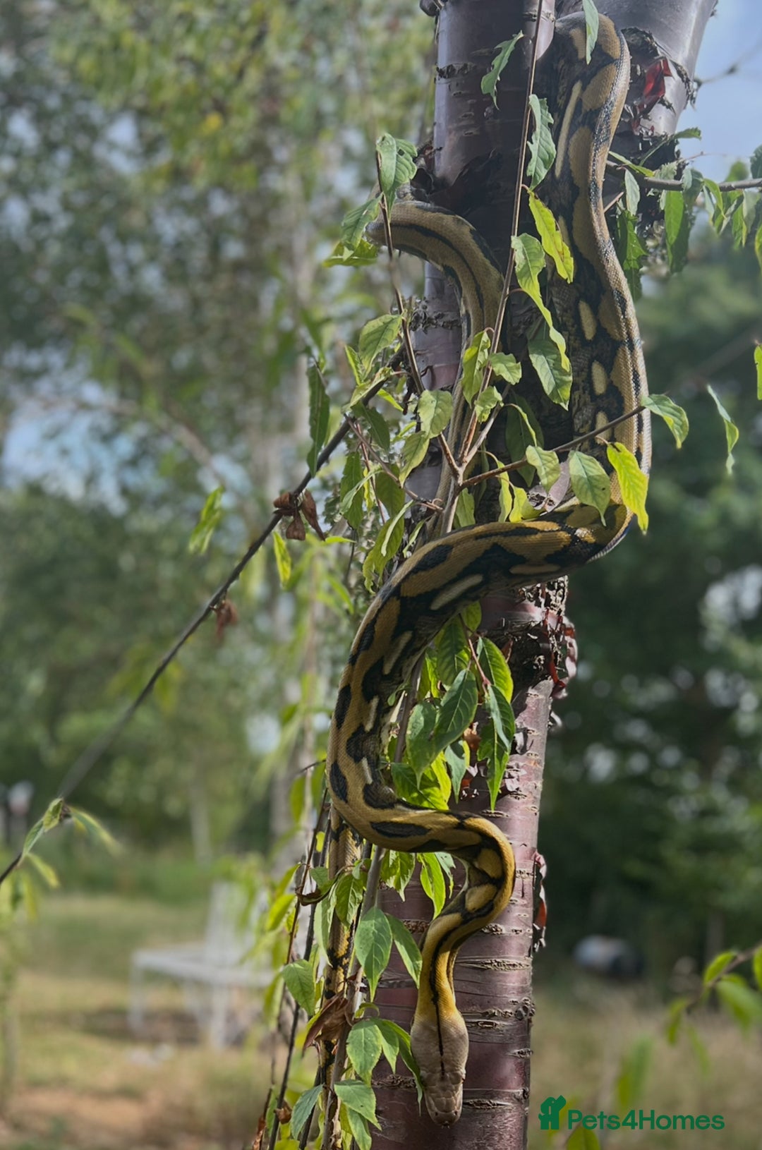 Python Snake reptiles for sale: Retic python  - Advert 2