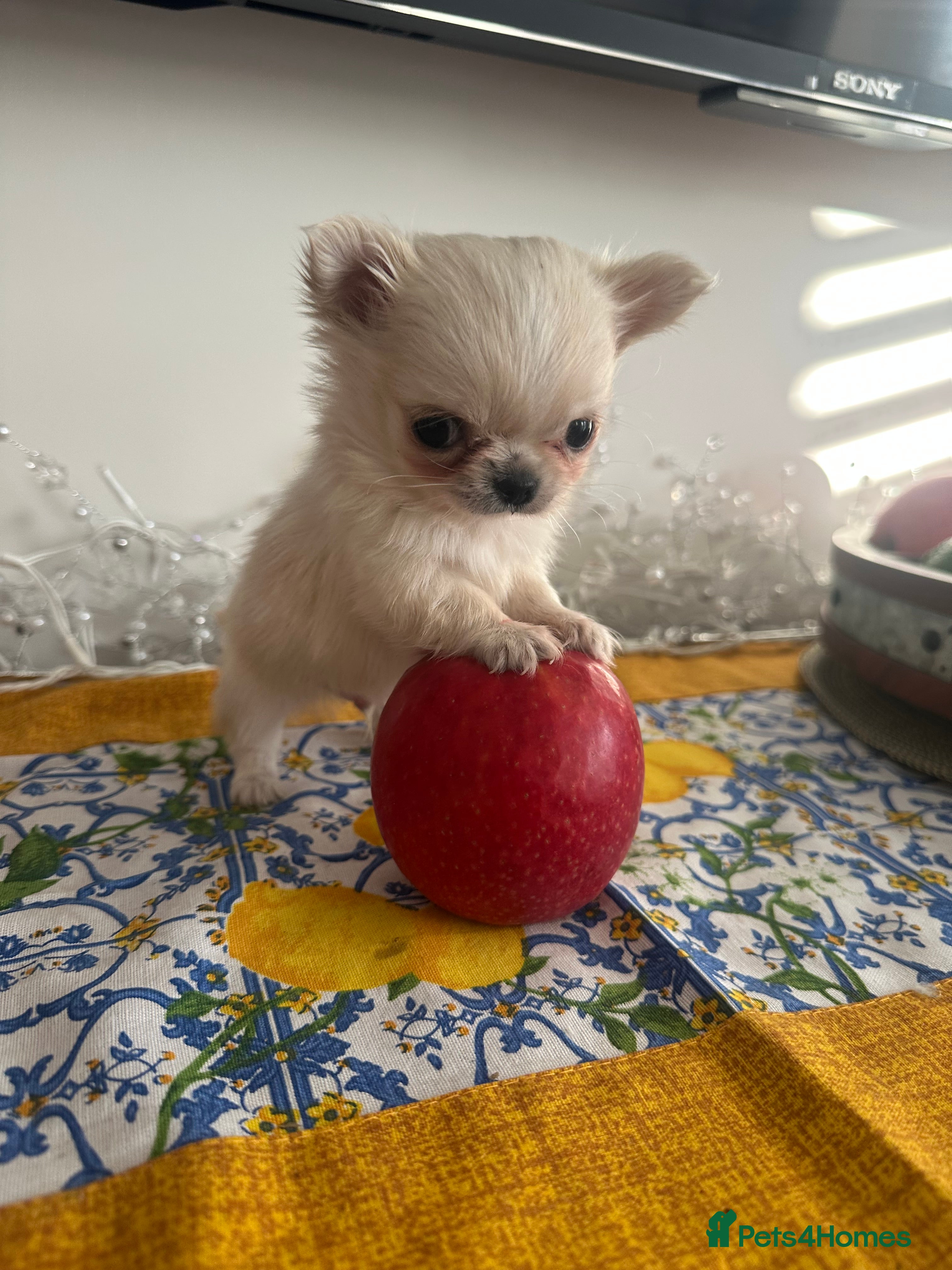 Chihuahua dogs KC Reg Russian and Czech Champions puppies L/C - Advert 8