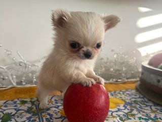 Chihuahua dogs KC Reg Russian and Czech Champions puppies L/C - Advert 3