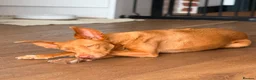 Ibizan Hound dogs for adoption: Cris - sweet female Podenco  in Ware - Advert 10