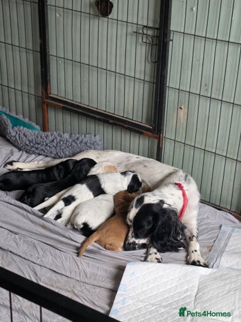 Cocker Spaniel dogs - Advert 2
