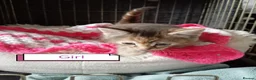 Mixed Breed cats for sale: Kittens adorable  - Advert 10