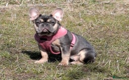 French Bulldog dogs for sale: Stunning kc reg French bulldog sisters  - Image 7