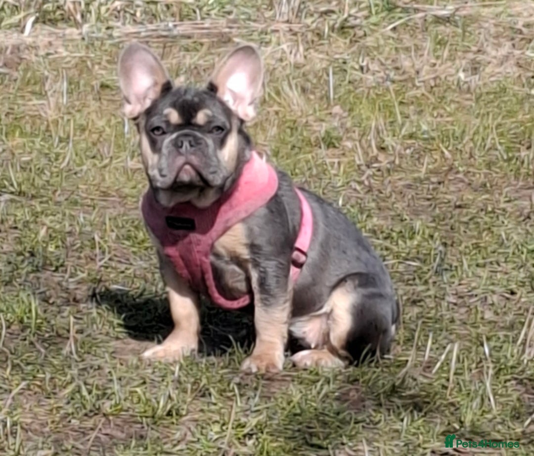 French Bulldog dogs for sale: Stunning kc reg French bulldog sisters  - Image 7