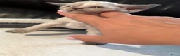 Devon Rex cats for sale: 😻 Devon rex Kittens available 😻❤️ - Advert 25