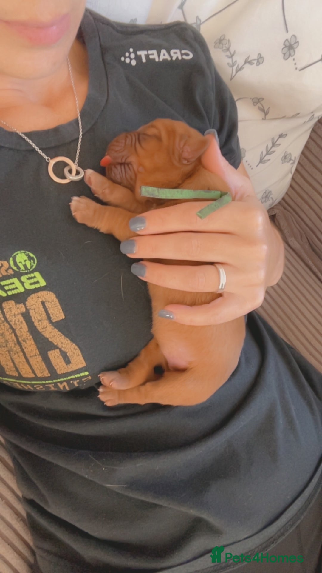 Dogue De Bordeaux dogs for sale: Beautiful KC Dogue De Bordeaux Puppies - Image 2