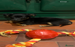 Jack Russell dogs for sale: *last girl* Jack Russell Black and Tan Bitch  - Image 3