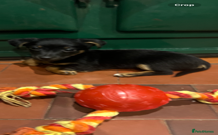 Jack Russell dogs - Advert 6