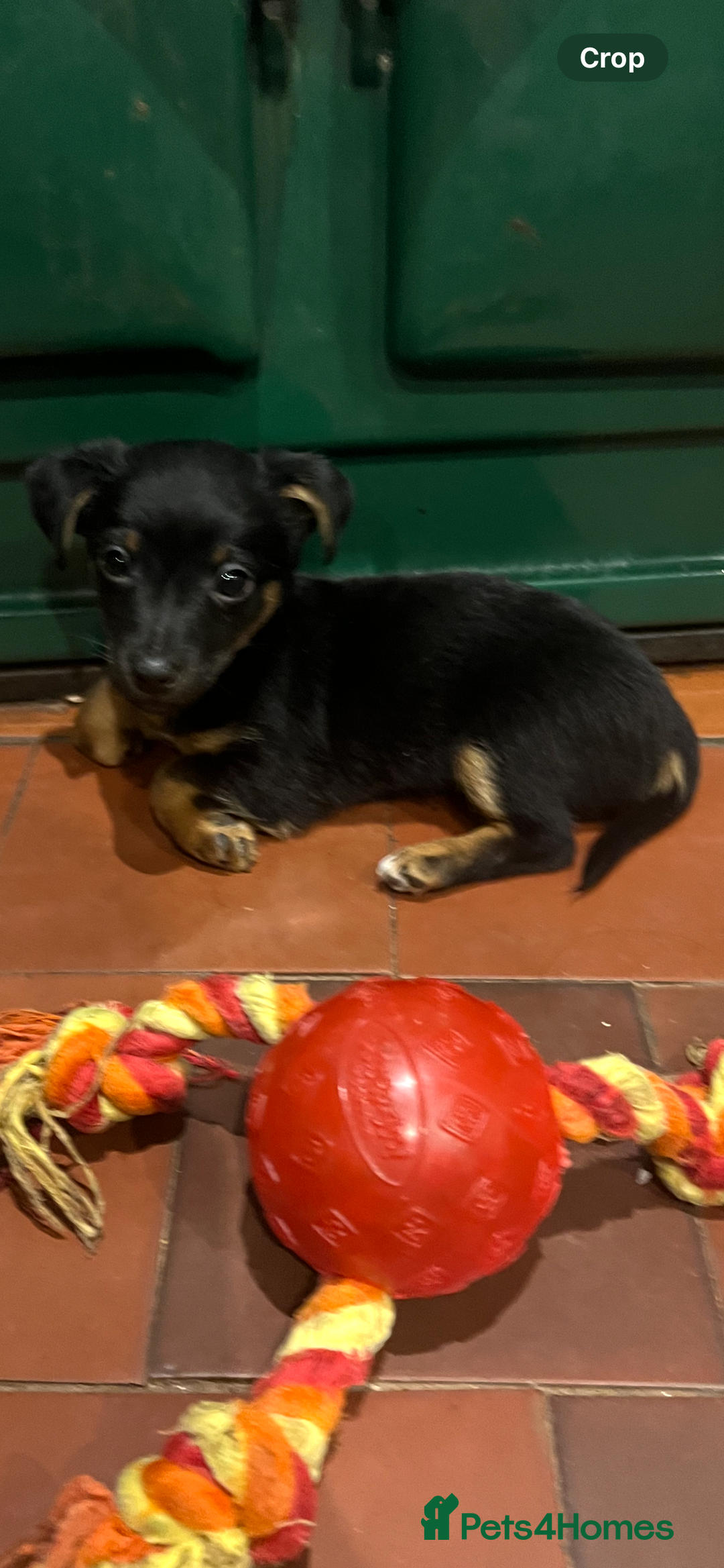 Jack Russell dogs for sale: *last girl* Jack Russell Black and Tan Bitch  - Image 3