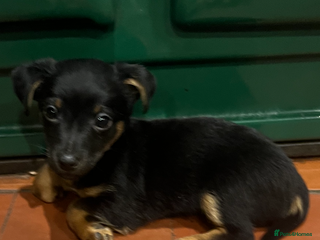 Jack Russell dogs - Advert 9