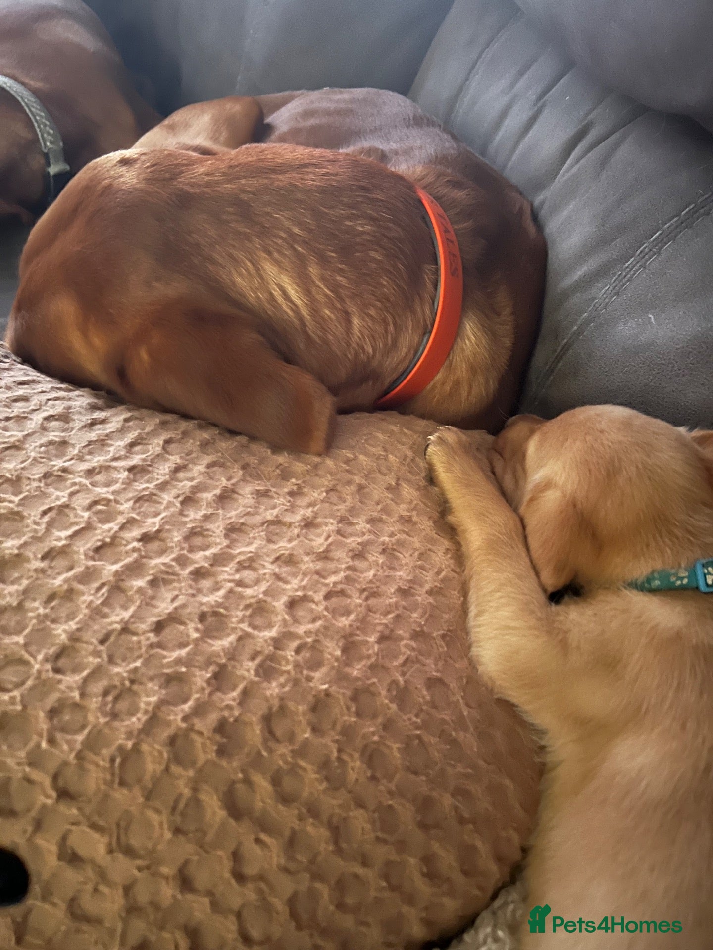 Labrador Retriever dogs Working fox Red/yellow Labradors - Advert 2
