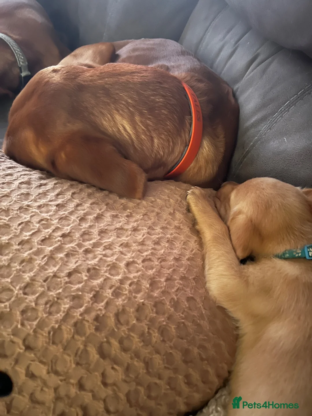Labrador Retriever dogs for sale: Working fox Red/yellow Labradors - Advert 2