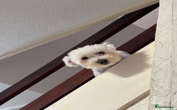 Maltese dogs for sale: Ready to go ! Gorgeous Maltese girls for salee - Image 13