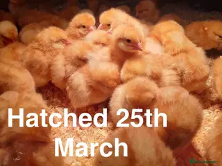 Chickens poultry Female layer chicks 🐣 Hybrid Browns - Advert 1