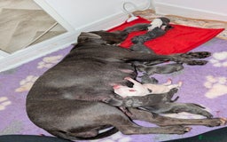 Staffordshire Bull Terrier dogs for sale: Blue/blue&white staffs - Image 40