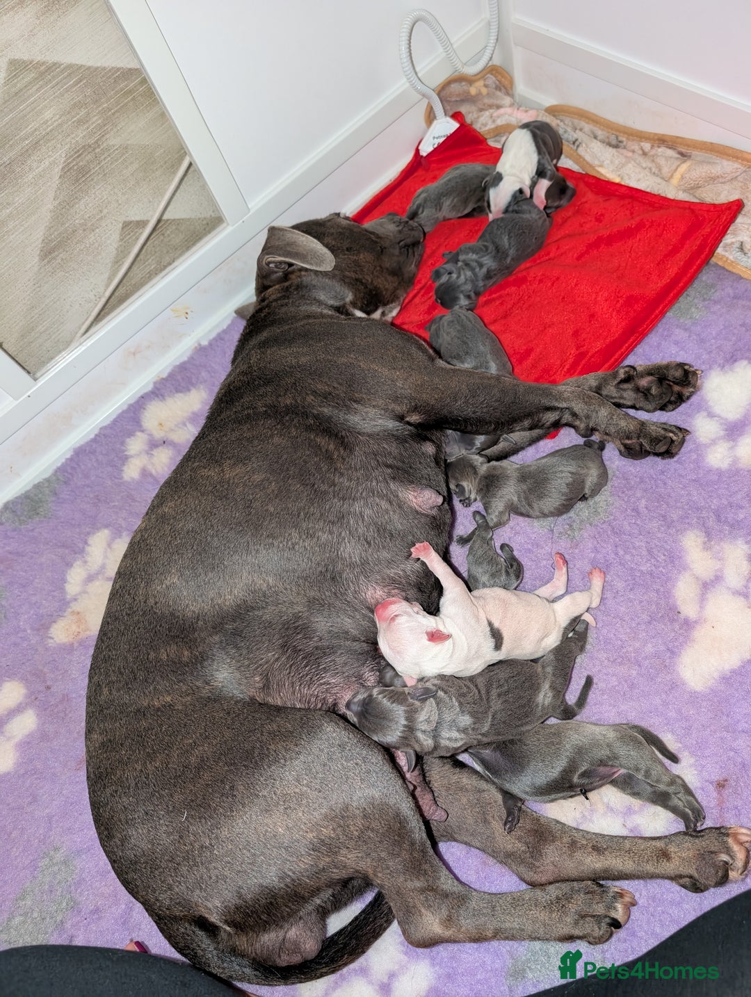 Staffordshire Bull Terrier dogs for sale: Blue/blue&white staffs - Image 40