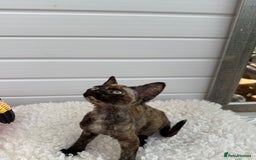 Devon Rex cats for sale: Female Devon Rex - Image 3
