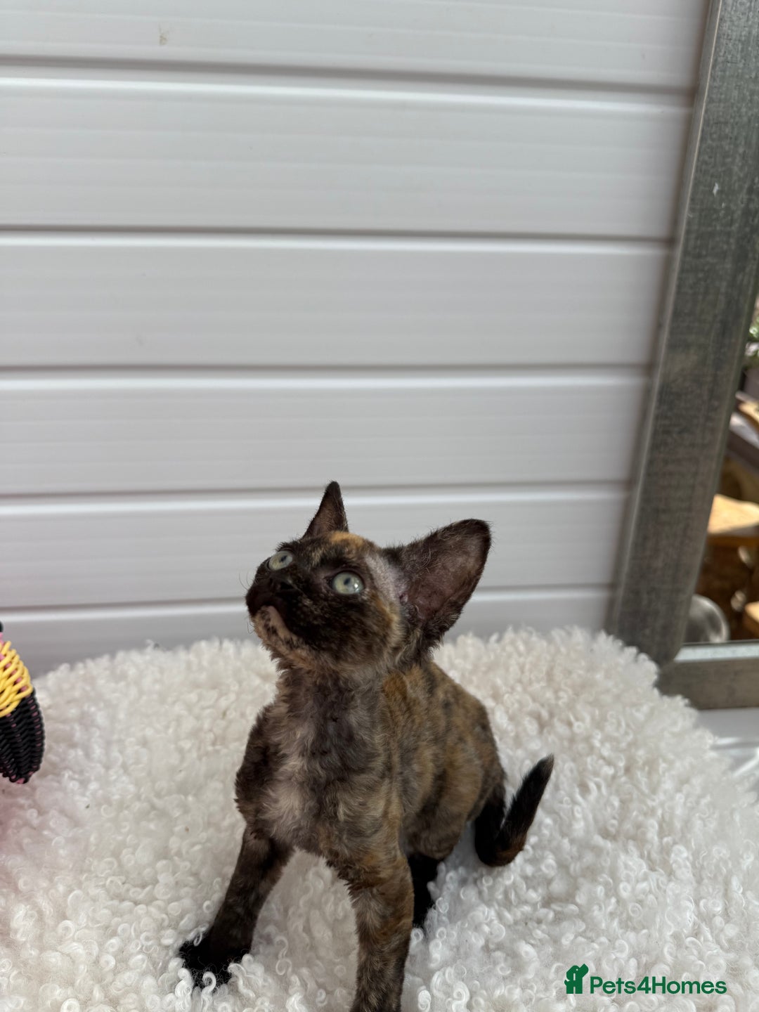 Devon Rex cats for sale: Female Devon Rex - Image 3