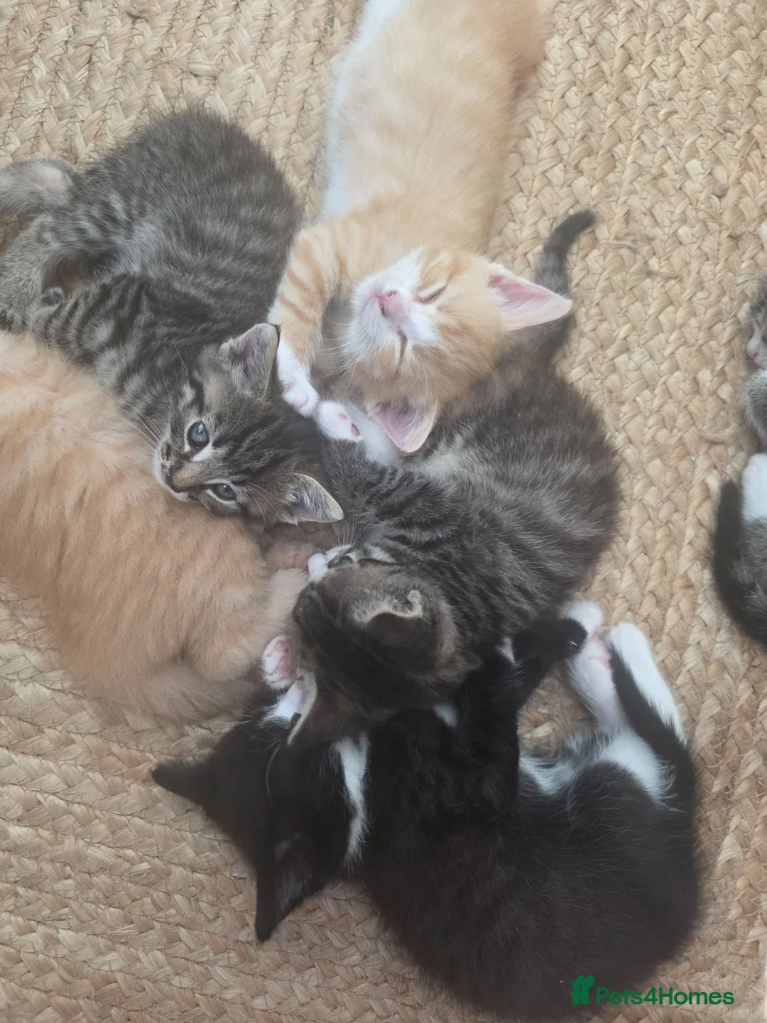 Mixed Breed cats for sale: Fluffy kittens  - Advert 1