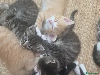 Mixed Breed cats Fluffy kittens - Advert 6