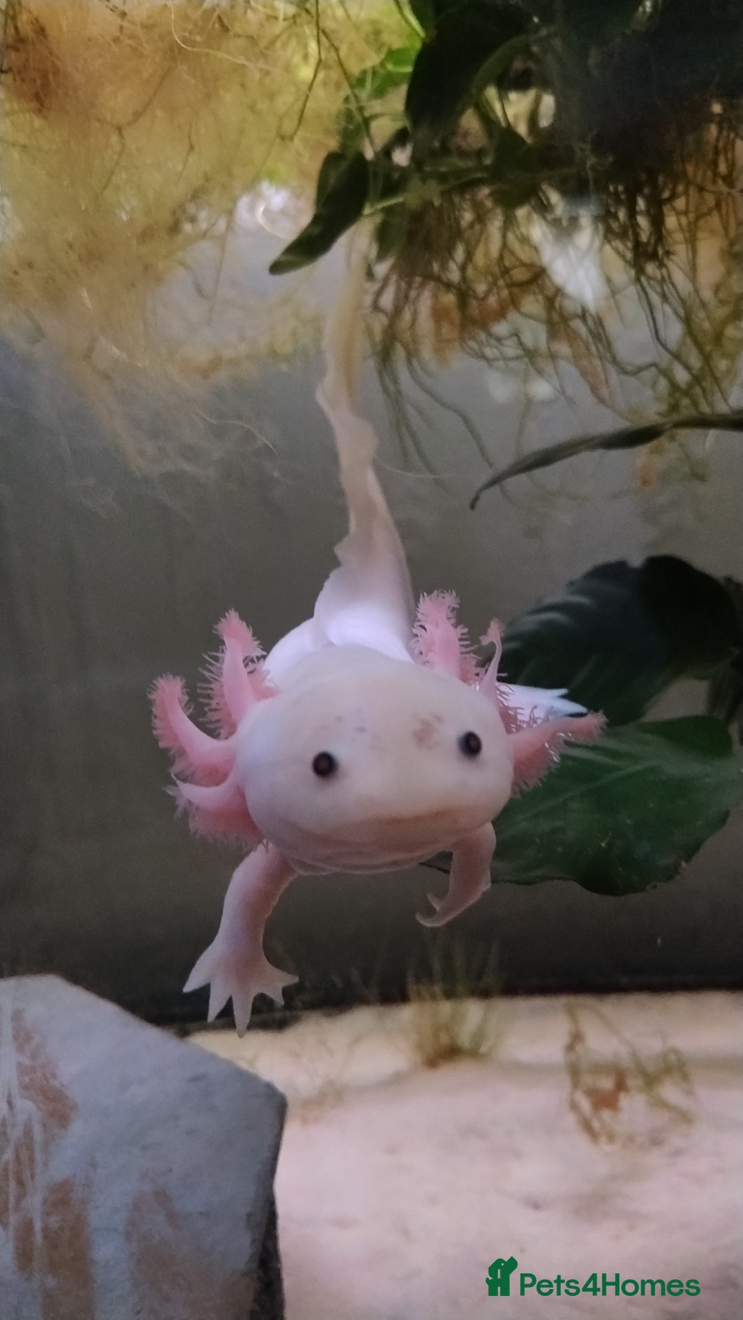 Axolotl reptiles for sale: Rehoming 18 month old female axolotl - Advert 2
