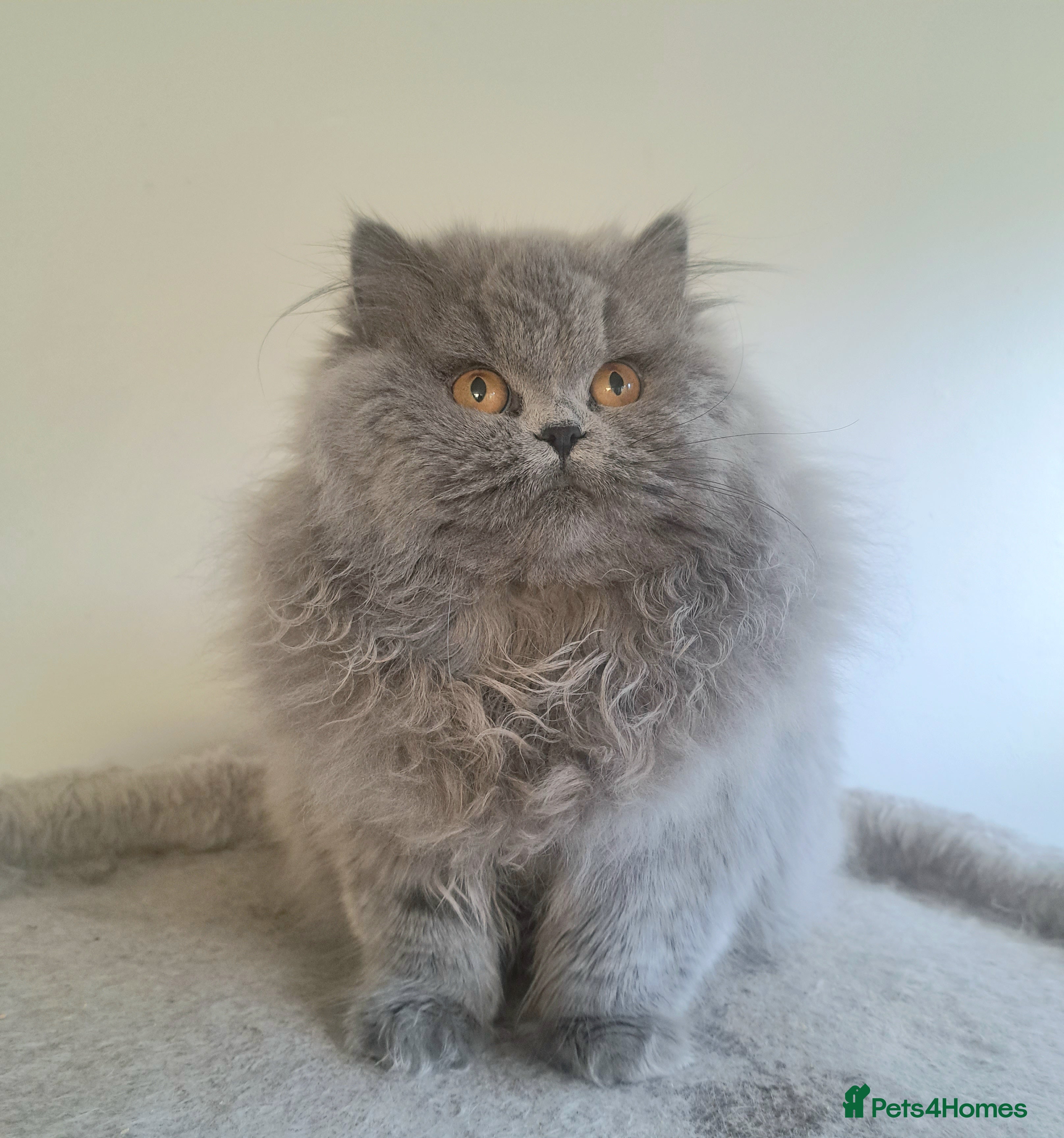 British Longhair cats TICA Beautiful Blue British Longhair Female - Advert 5