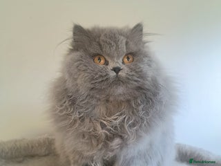 British Longhair cats TICA Beautiful Blue British Longhair Female - Advert 5