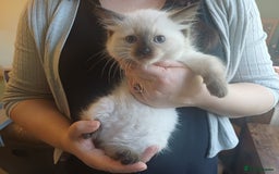 Ragdoll cats for sale: Ragdoll Kittens for Sale - Image 4