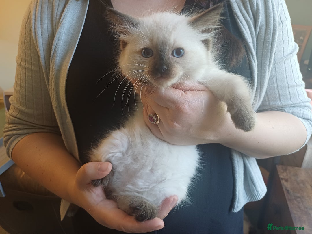 Ragdoll cats for sale: Ragdoll Kittens for Sale - Image 4