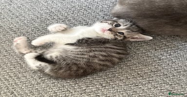British Shorthair cats - Advert 2