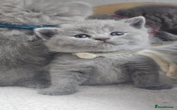 British Shorthair cats for sale: High Quality British Short Haired Kittens - Image 15