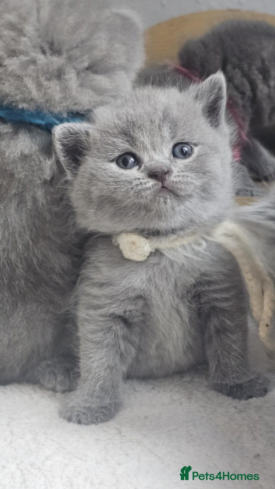 British Shorthair cats for sale: High Quality British Short Haired Kittens - Image 15