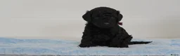 Cavapoo dogs for sale: Cute Cavapoo Puppies Looking for Forever Homes - Advert 33