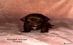 Shihpoo dogs for sale: Stunning Shihpoo’s ⭐️⭐️⭐️⭐️ - Image 1