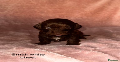 Shihpoo dogs Stunning Shihpoo’s ⭐️⭐️⭐️⭐️ - Advert 3