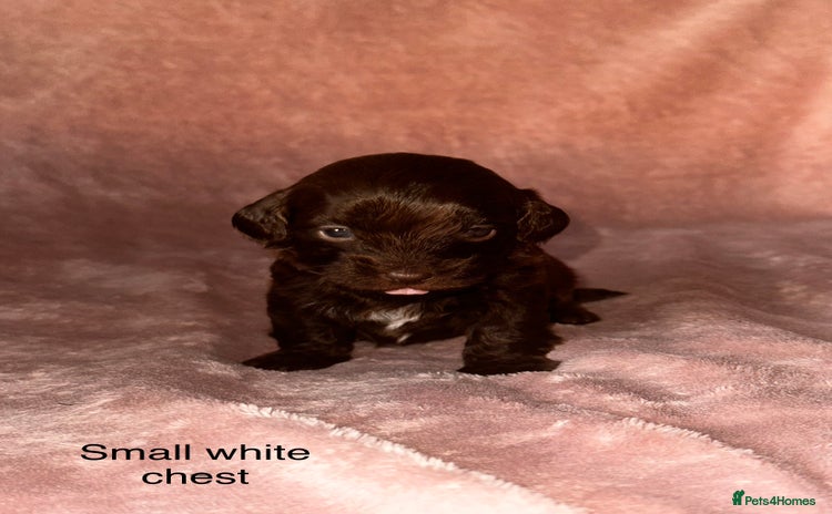 Shihpoo dogs - Advert 1