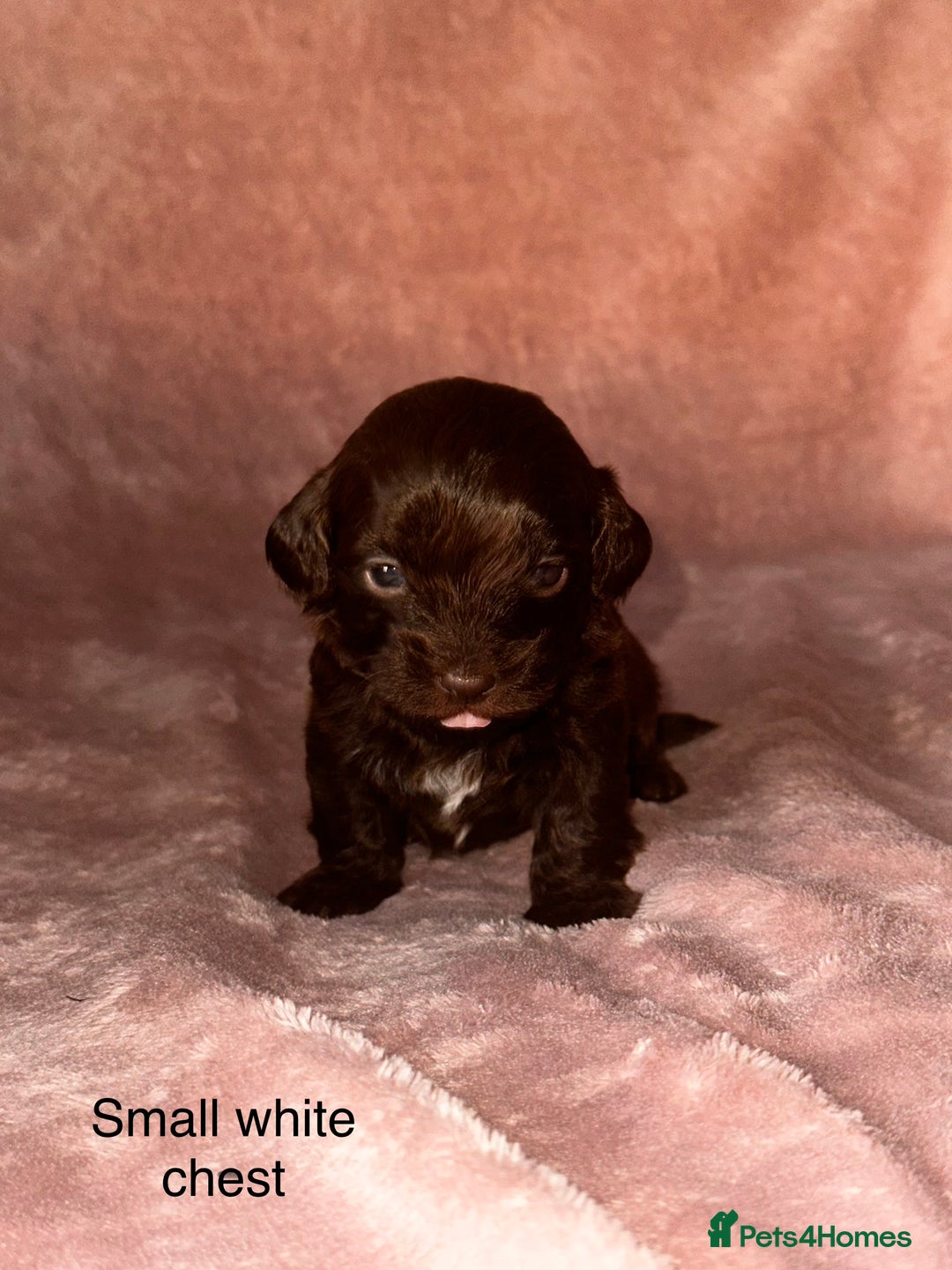 Shihpoo dogs for sale: Stunning Shihpoo’s ⭐️⭐️⭐️⭐️ - Image 1