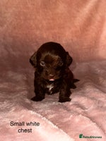 Shihpoo dogs Stunning Shihpoo’s ⭐️⭐️⭐️⭐️ - Advert 3