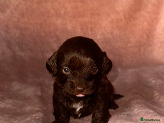 Shihpoo dogs for sale - Advert 1