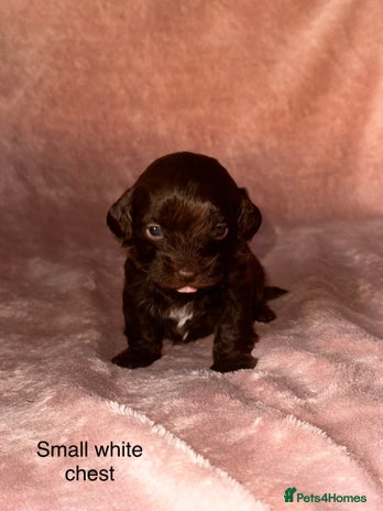 Shihpoo dogs - Advert 1