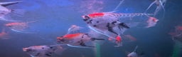 Angelfish fish for sale: High quality Koi angel fish  - Advert 2