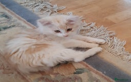 Siberian cats for sale: Three Beautiful Blond Siberian Kittens - Image 15