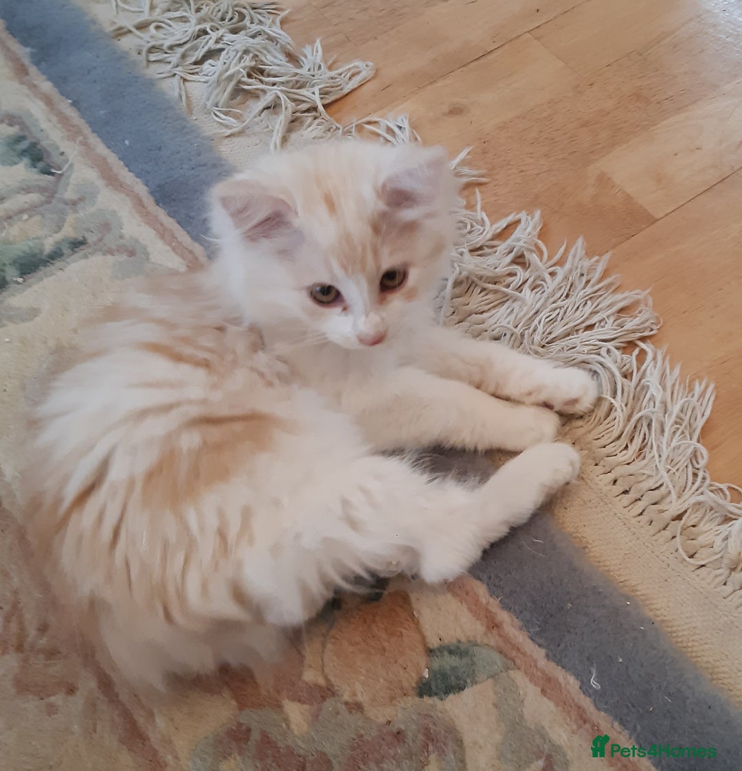 Siberian cats for sale: Three Beautiful Blond Siberian Kittens - Image 15